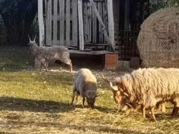 Қошқар, Baerchuke sheep