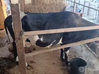 Kuh, Holstein-Rasse — Foto 1