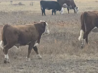 Buqa, Latvian Blue cattle — 3-rasm