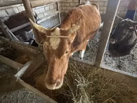 ثور, Latvian Blue cattle — الصورة 1