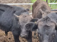 Bulle, Aberdeen-Angus — Foto 5