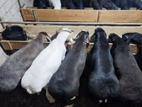كبش, Blackheaded Persian sheep — الصورة 2