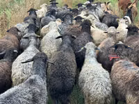 Schaf, Bessarabian sheep — Foto 2