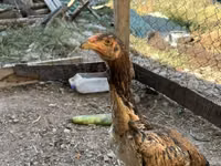 Chickens — الصورة 7