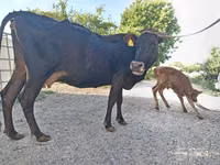 Vaca, Vaca Limousin — foto 6