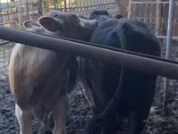 Bulle, Limousin-Kuh — Foto 1