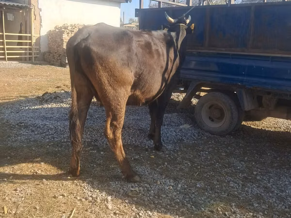 गाय, मवेशी