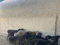 أغنام (دفعة، الجنس غير محدد), الأغنام — الصورة 3