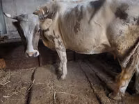 Kuh, Simmental cattle — Foto 1