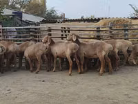 نعجة, Arashan sheep — الصورة 8