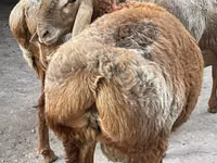 Widder, Arashan sheep — Foto 6