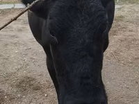 गाय, Russian Black pied cattle — फ़ोटो 2