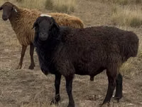 Widder, Kazakh fat-tailed coarsewool sheep — Foto 3