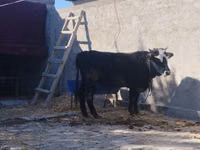 公牛, Cattle — 照片 2