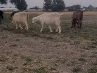 Ziegen (Partie, Geschlecht nicht angegeben), Nubian Goat — Foto 5
