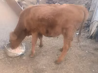 गाय, मवेशी — फ़ोटो 1