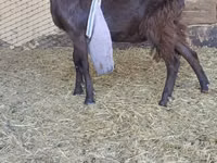 Ziegenbock, LaMancha goats — Foto 4