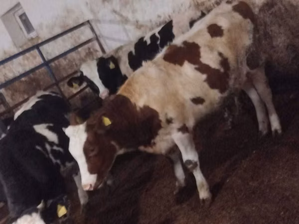 Kuh, Simmental cattle