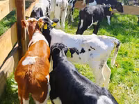 Rinder (Partie, Geschlecht nicht angegeben), Russian Black pied cattle — Foto 1