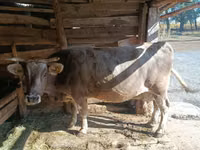 Kuh, Simmental cattle — Foto 5