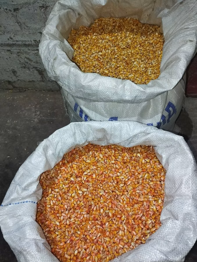 🌽Семена Гибрид Кукуруз "Октябрь 70 ТВ" Обладает высоким потенциалом