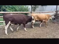 Букачар, Сиырлар — сүрөт 7