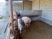 Widder, Schafe — Foto 4