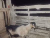 Ziegenbock, Ziegen — Foto 4