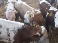 牛只（批次，未指定性别）, Simmental cattle — 照片 1