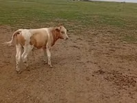 Kuh, Simmental cattle — Foto 2