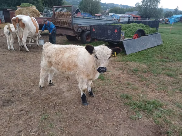 公牛, Galloway cow