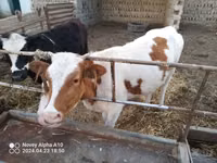 أبقار (دفعة، الجنس غير محدد), Simmental cattle — الصورة 1