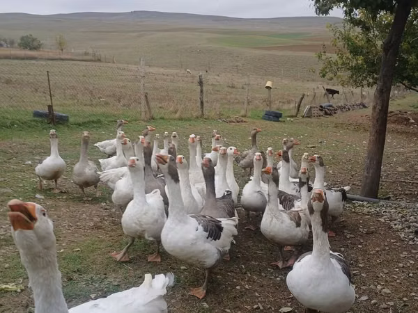 Geese