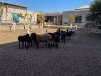 نعجة, الأغنام — الصورة 2