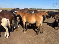 Toychoq, Horse breed — 1-rasm