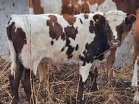 Бұқа, Simmental cattle — 1-сурет