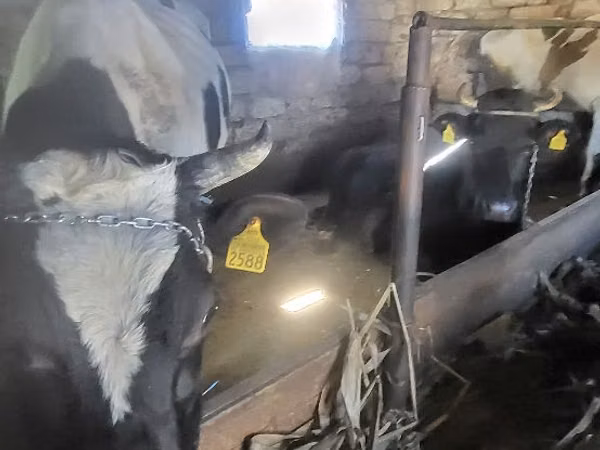 Bulle, Russian Black pied cattle