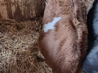 ثور, Simmental cattle — الصورة 2