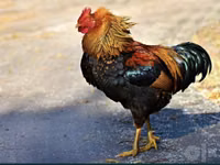 Chickens — Foto 2