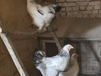 Brahma — Foto 4