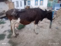 بقرة, Russian Black pied cattle — الصورة 2