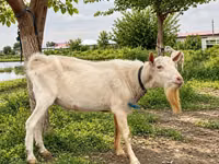 تيس, Saanen goat — الصورة 3