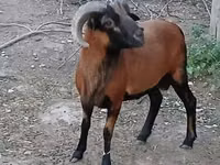 Carnero, Cameroon sheep — foto 1
