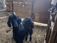Ram, Sheep — photo 4
