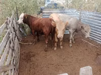 公牛, Cattle — 照片 1