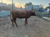 母牛, Cattle — 照片 3