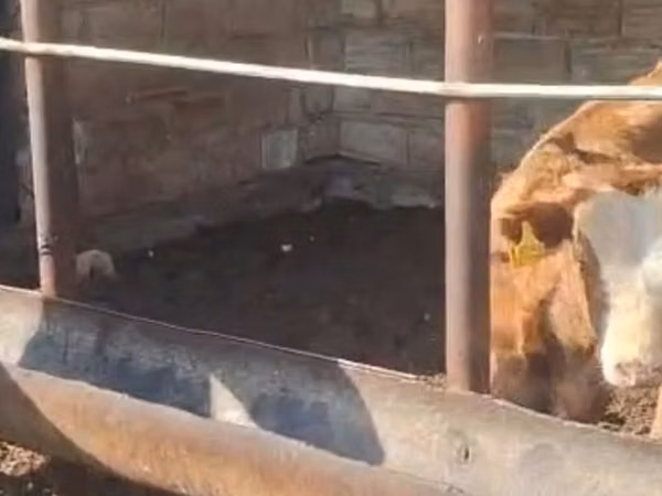 Cow, Simmental cattle