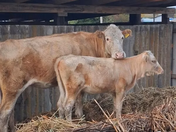 गाय, Latvian Blue cattle — कज़ाखस्तान