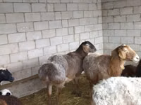 Widder, Schafe — Foto 1
