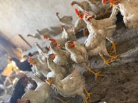Chickens — Foto 4